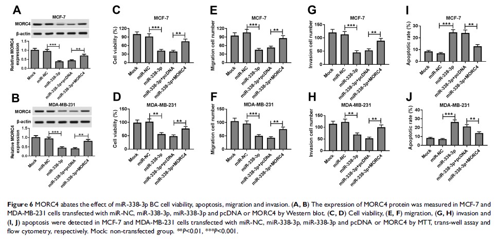Figure 6 MORC4 abates the effect of miR-338-3p BC cell viability, apoptosis, migration and...