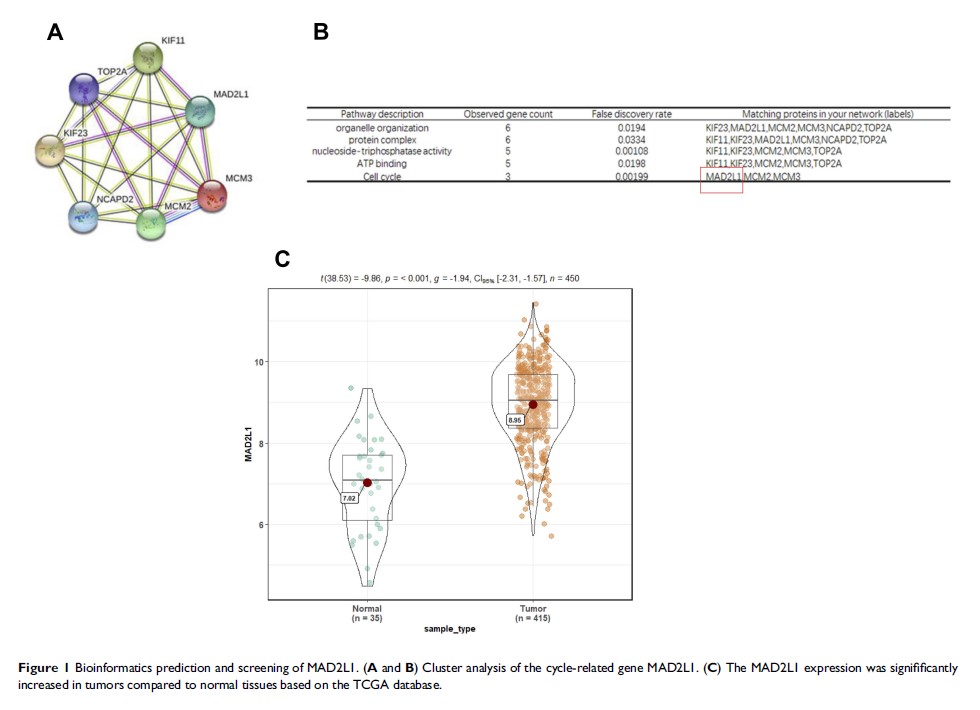 Figure 1 Bioinformatics prediction and screening of MAD2L1...