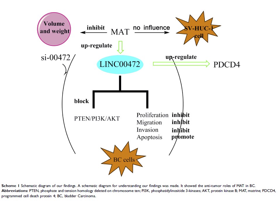 Scheme 1 Schematic diagram of our findings... Scheme 1 Schematic diagram of our findings...