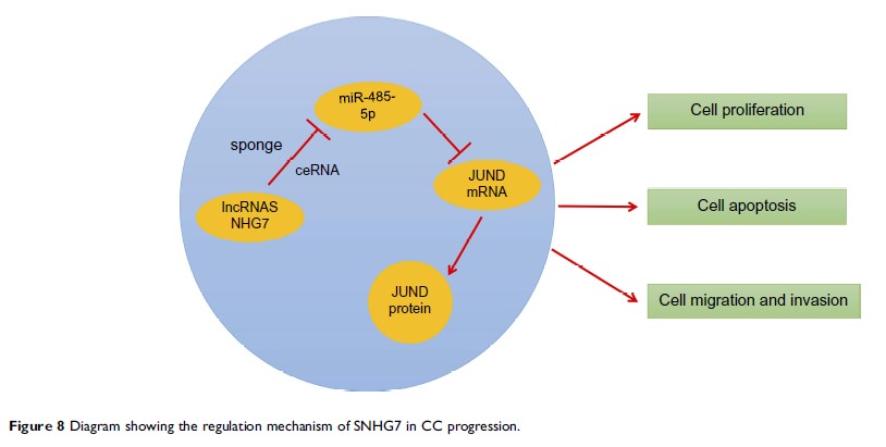 Figure 8 Diagram showing the regulation mechanism of SNHG7 in CC progression.