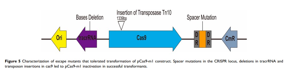 Figure 5 Characterization of escape mutants that tolerated transformation of...