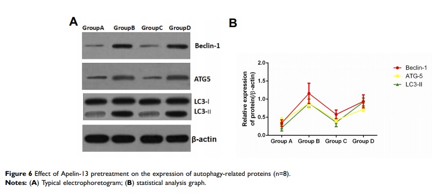 Figure 6 Effect of Apelin-13 pretreatment on the expression of autophagy-related proteins (n=8).