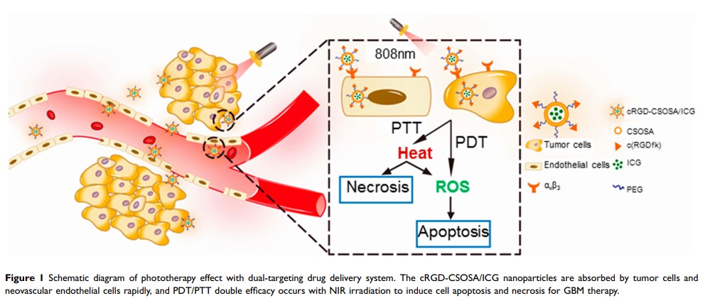 Figure 1 Schematic diagram of phototherapy effect with dual-targeting drug delivery system...