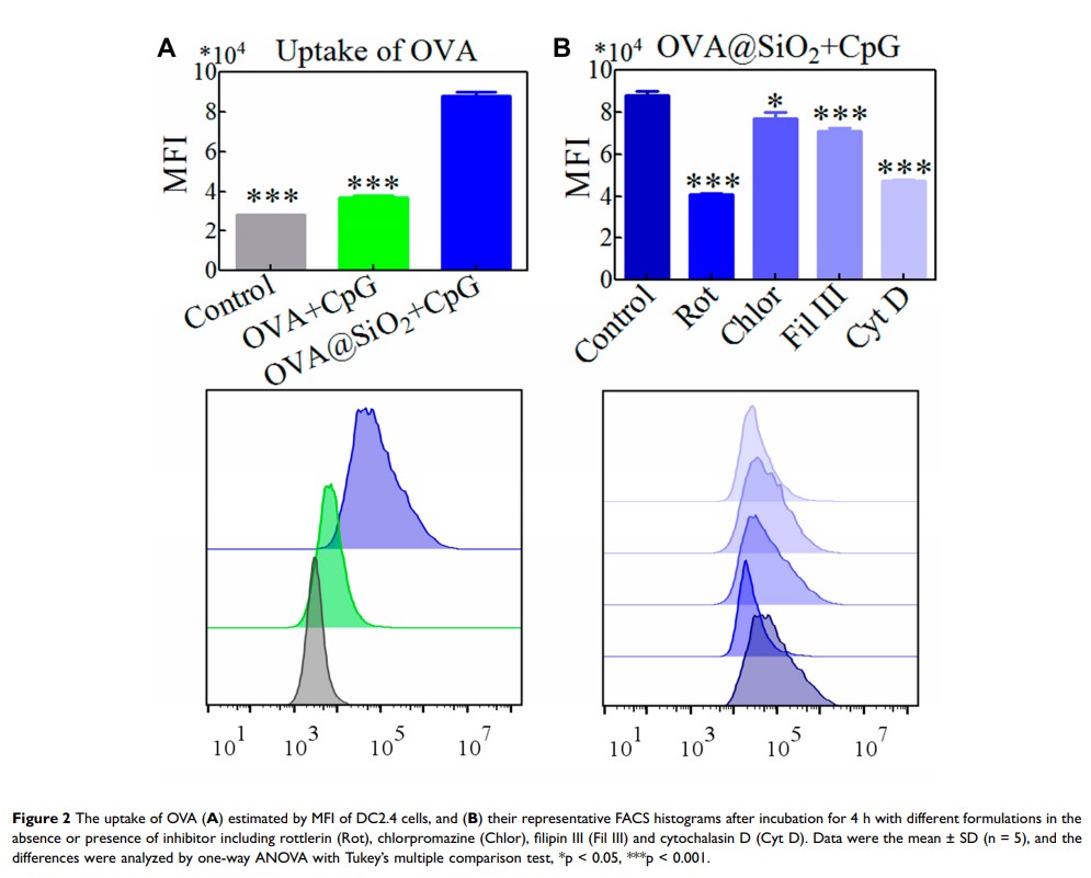 Figure 2 The uptake of OVA (A) estimated by MFI of DC2.4 cells, and...