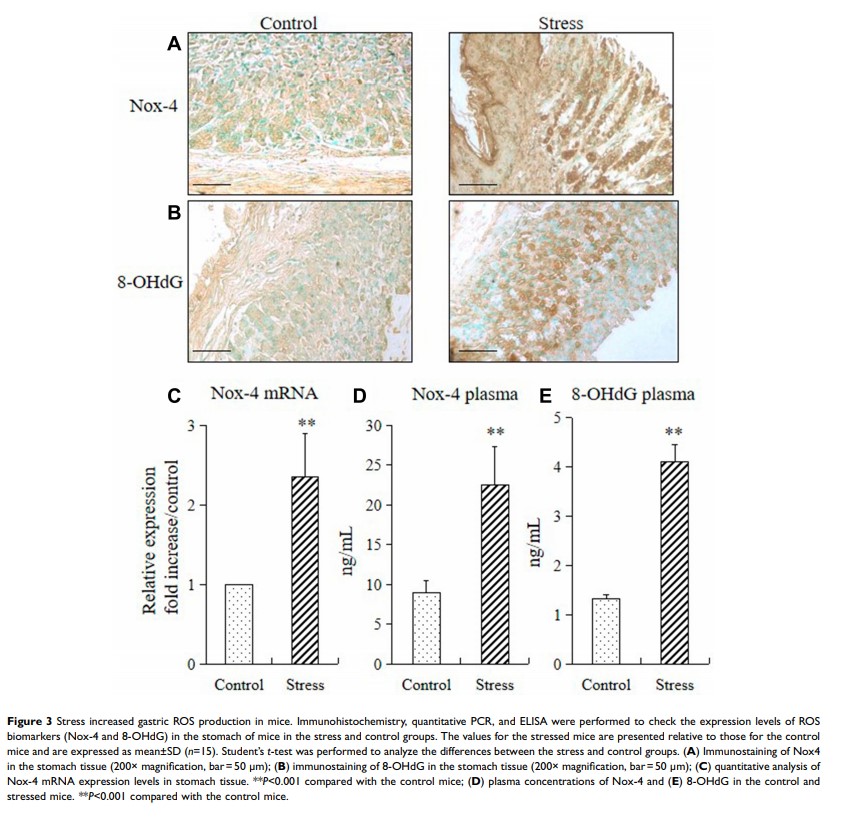 Figure 3 Stress increased gastric ROS production in mice... Figure 3 Stress increased gastric ROS production in mice...