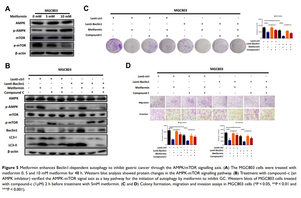 Figure 5 Metformin enhances Beclin1-dependent autophagy to inhibit...