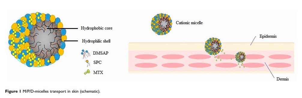 Figure 1 M/P/D-micelles transport in skin (schematic).