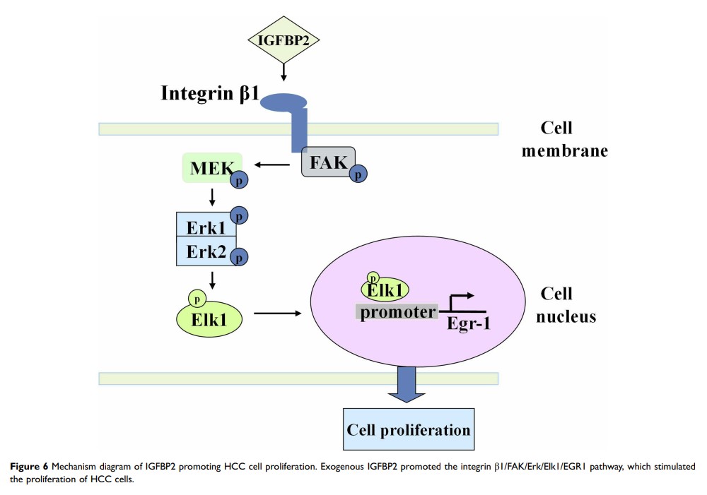 Figure 6 Mechanism diagram of IGFBP2 promoting HCC cell proliferation...