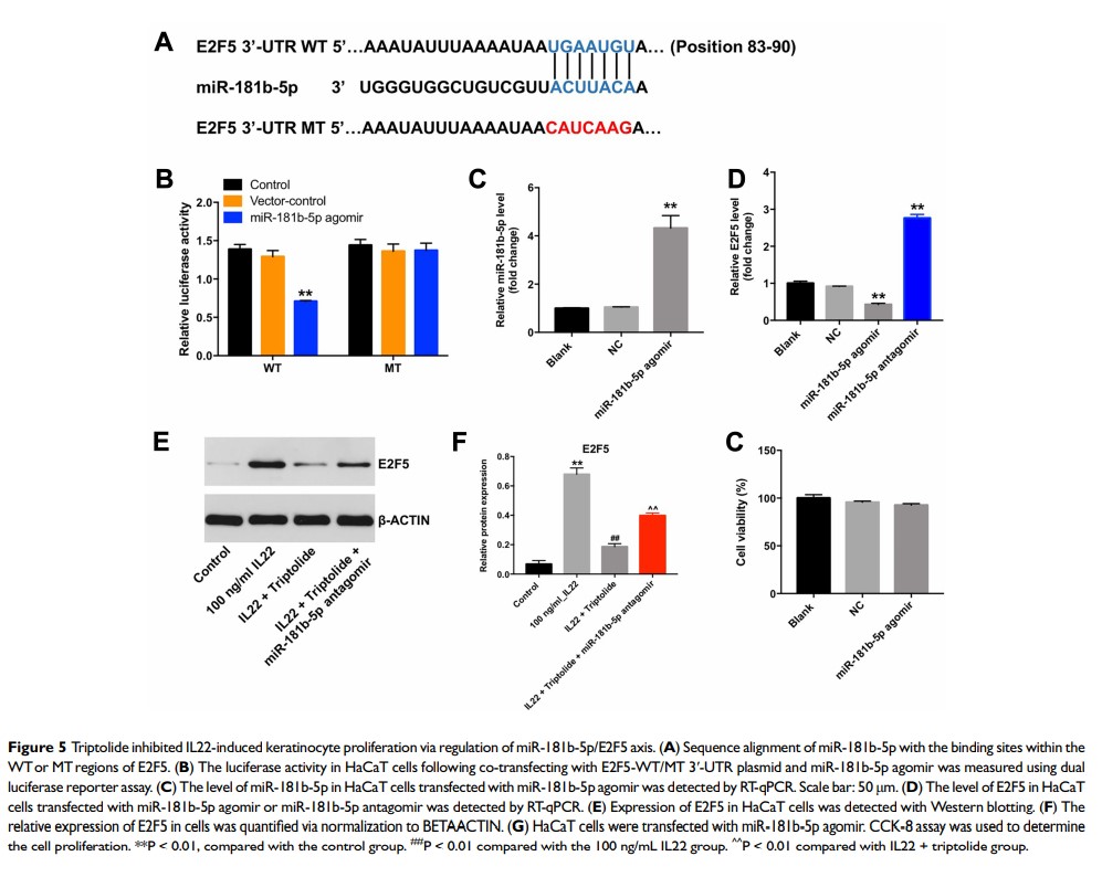 Figure 5 Triptolide inhibited IL22-induced keratinocyte proliferation via regulation of...
