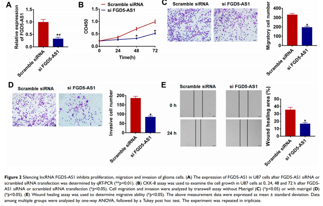 Figure 2 Silencing lncRNA FGD5-AS1 inhibits proliferation, migration and...
