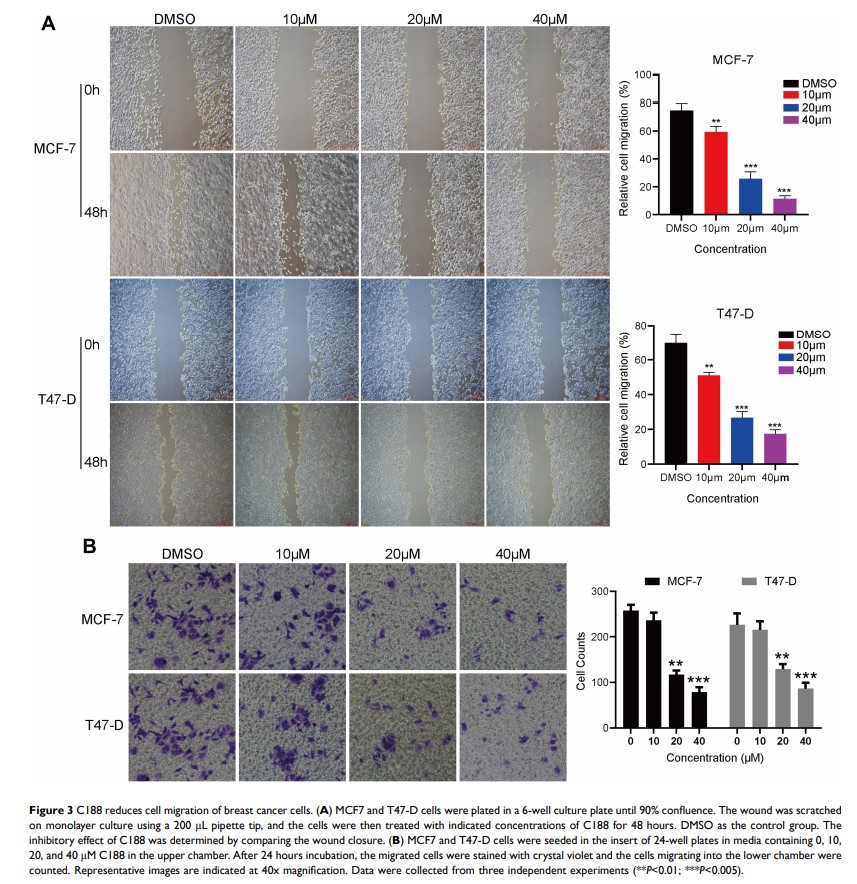 Figure 3 C188 reduces cell migration of breast cancer cells...