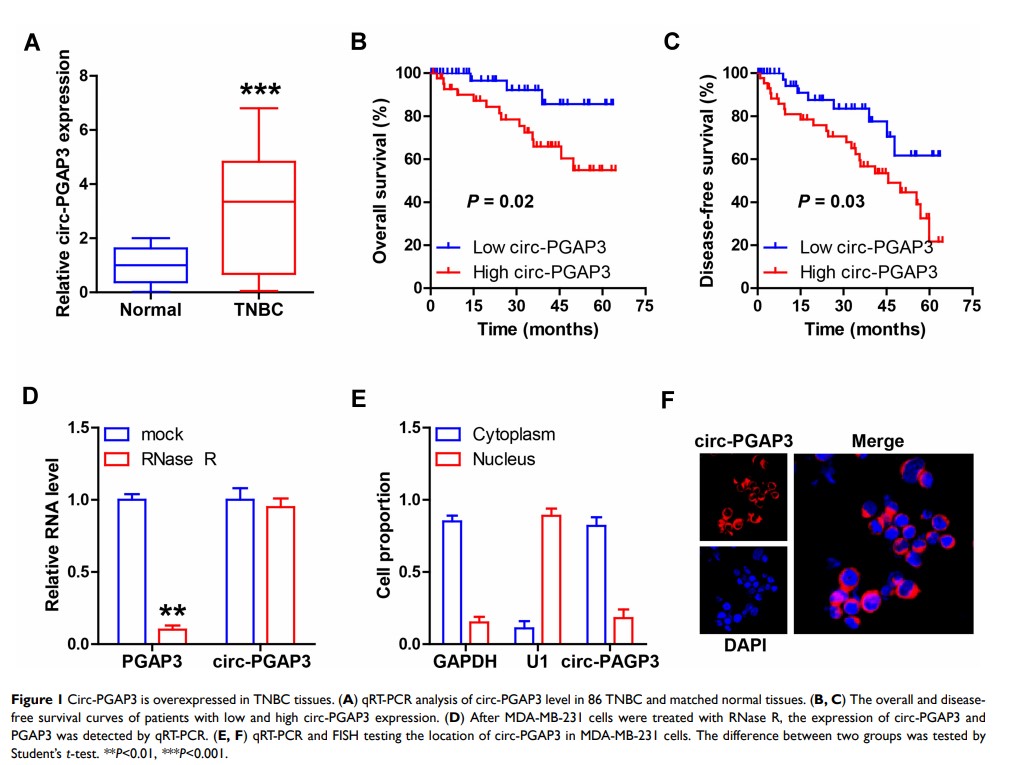 Figure 1 Circ-PGAP3 is overexpressed in TNBC tissues...