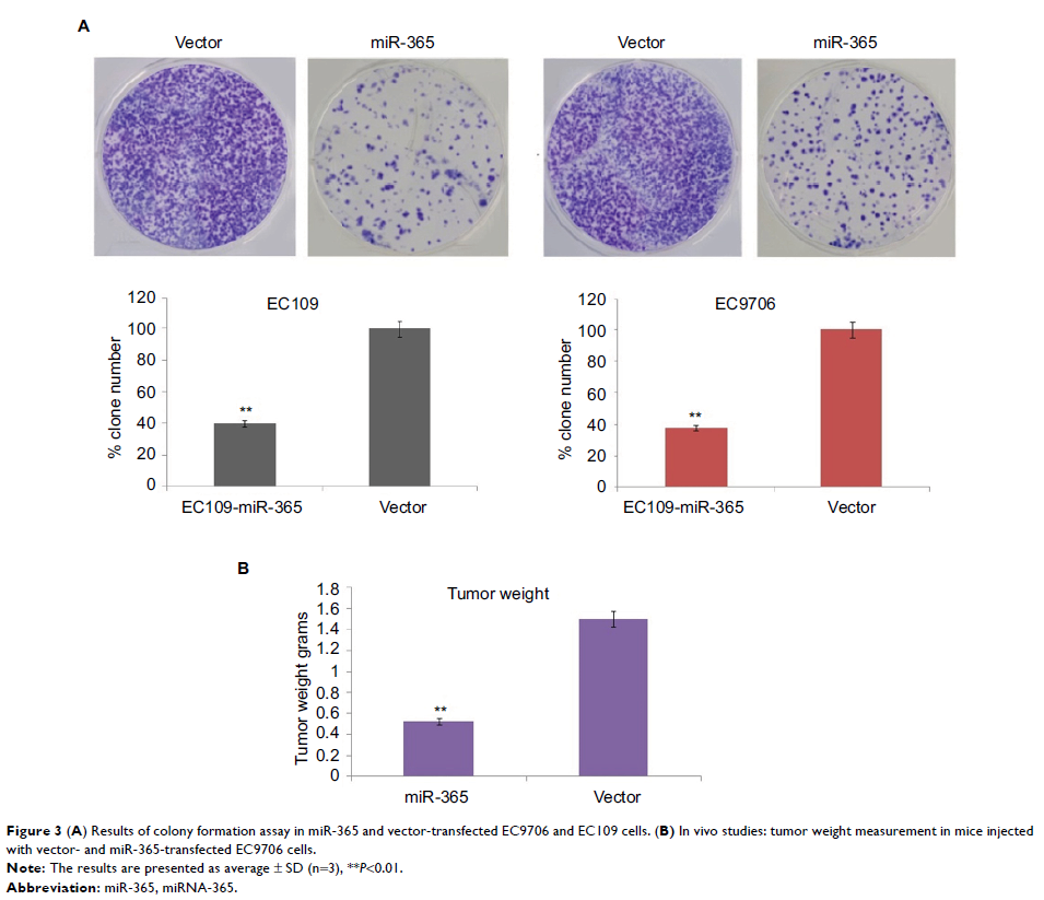 figure 3 (a) results of colony formation assay in mir-365 and