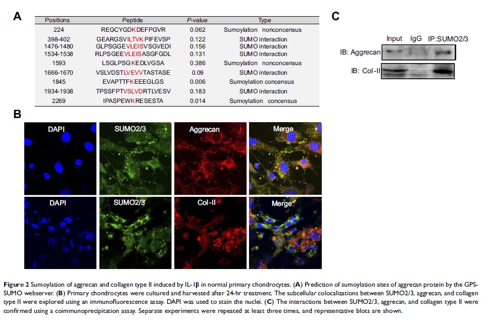 Figure 2 Sumoylation of aggrecan and collagen type II induced by... Figure 2 Sumoylation of aggrecan and collagen type II induced by...