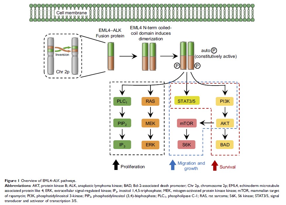 Figure 1 Overview of EML4–ALK pathways. Figure 1 Overview of EML4–ALK pathways.