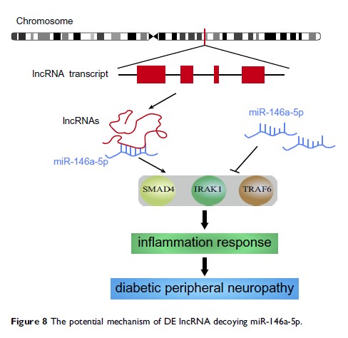 Figure 8 The potential mechanism of DE lncRNA decoying miR-146a-5p. Figure 8 The potential mechanism of DE lncRNA decoying miR-146a-5p.