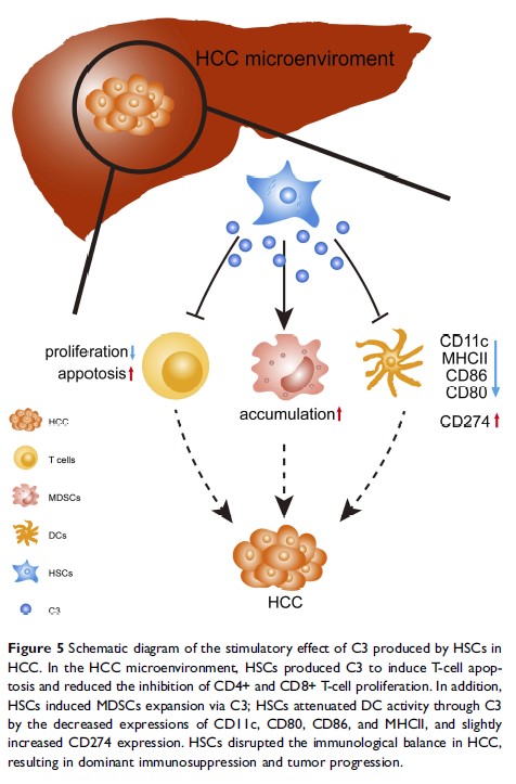 Figure 5 Schematic diagram of the stimulatory effect of C3 produced by... Figure 5 Schematic diagram of the stimulatory effect of C3 produced by...