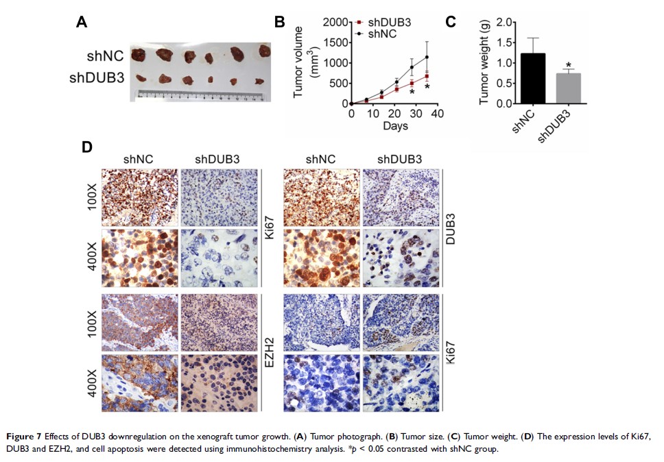 Figure 7 Effects of DUB3 downregulation on the xenograft tumor growth... Figure 7 Effects of DUB3 downregulation on the xenograft tumor growth...