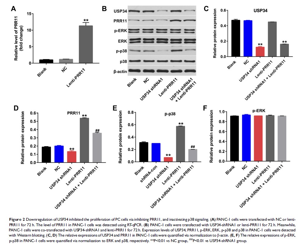 Figure 2 Downregulation of USP34 inhibited the proliferation of PC cells via... Figure 2 Downregulation of USP34 inhibited the proliferation of PC cells via...