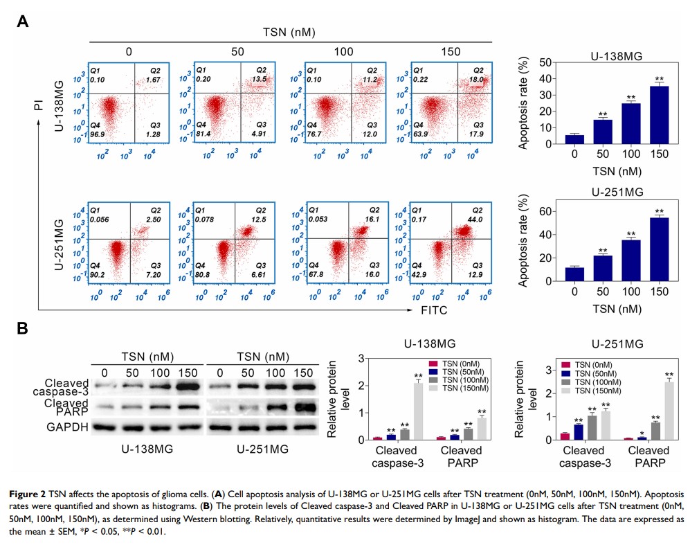 Figure 2 TSN affects the apoptosis of glioma cells... Figure 2 TSN affects the apoptosis of glioma cells...