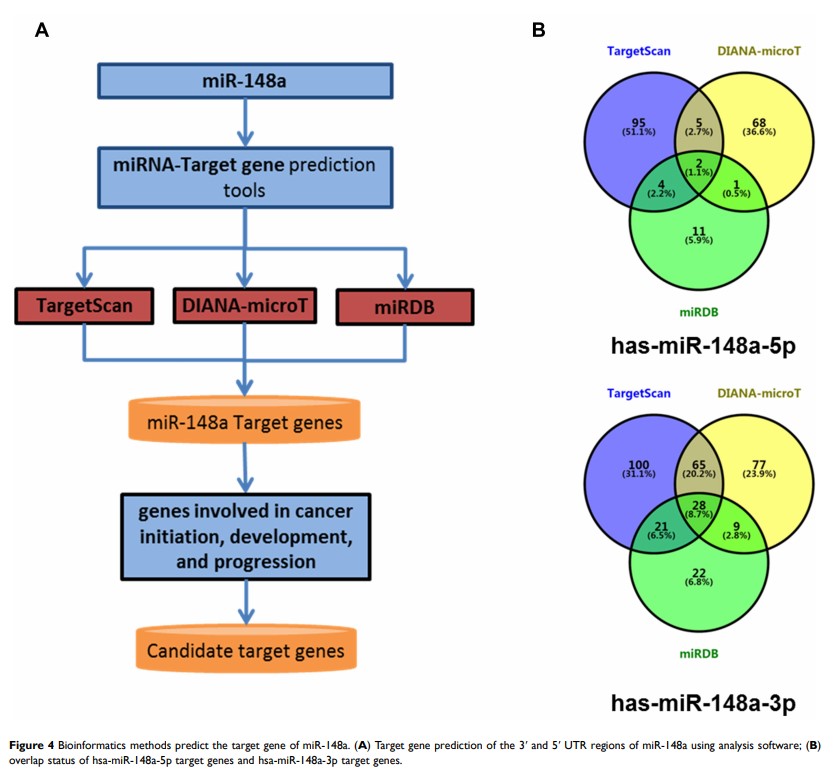 Figure 4 Bioinformatics methods predict the target gene of miR-148a... Figure 4 Bioinformatics methods predict the target gene of miR-148a...